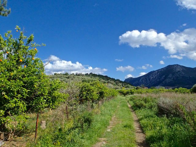 The surrounding area is lined with orange groves which, in many places, almost go down to the beaches.