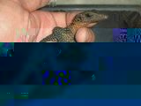 Peach Throat Monitor baby - Varanus jobiensis